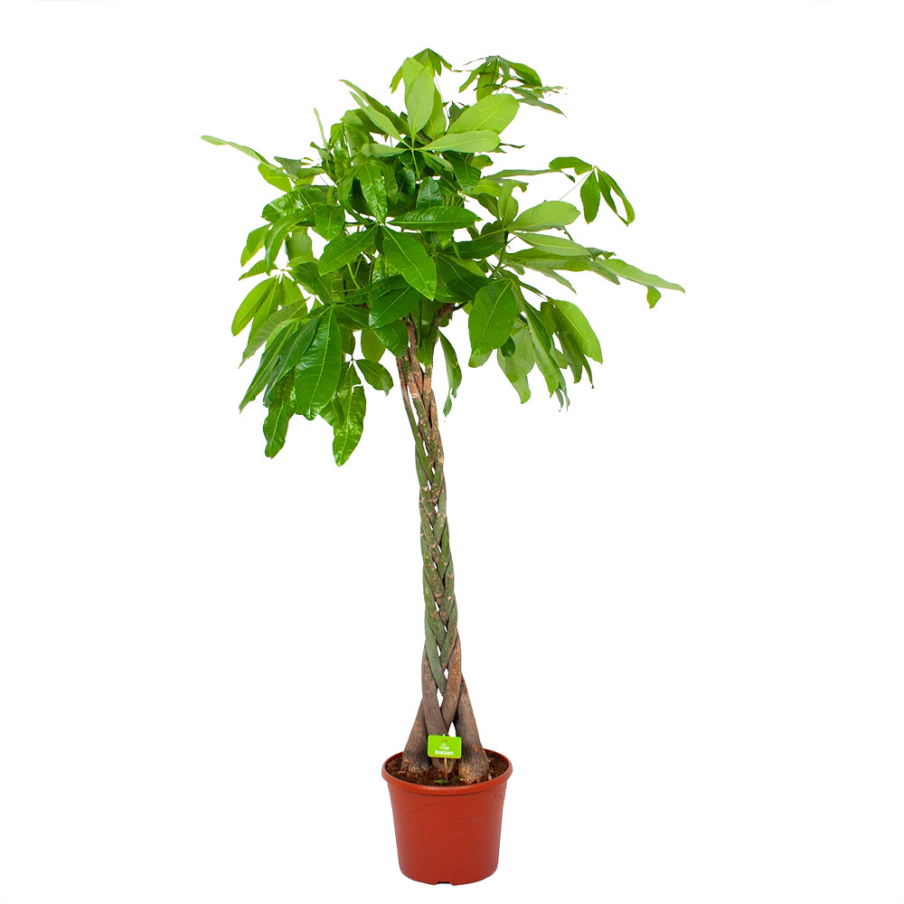 Pachira Aquatica - Geldboom - p35 h190 - Kamerplant Pachira Aquatica - Geldboom - P35 H190 - Kamerplant -Plantenverzorging Winkel pachira aquatica geldboom p35 h190 1