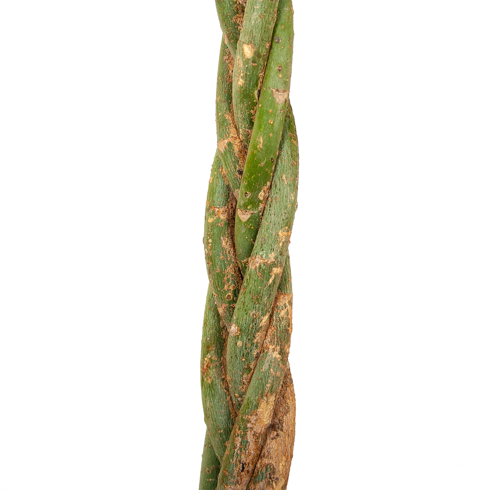 Pachira Aquatica - Geldboom - p35 h190 - Kamerplant Pachira Aquatica - Geldboom - P35 H190 - Kamerplant -Plantenverzorging Winkel pachira aquatica geldboom p35 h190 5