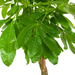 Pachira Aquatica - Geldboom - P35 H190 - Kamerplant 2 Pachira Aquatica - Geldboom - P35 H190 - Kamerplant -Plantenverzorging Winkel pachira aquatica geldboom p35 h190 6