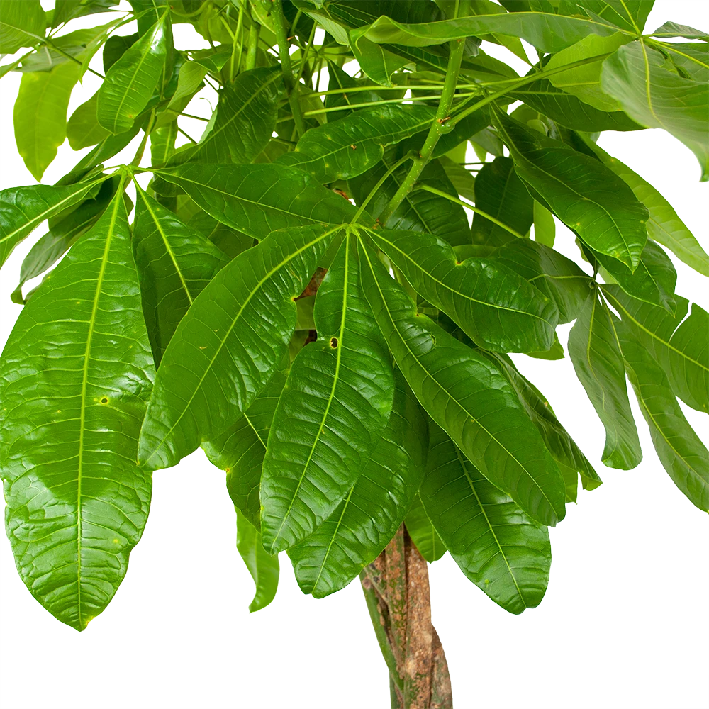 Pachira Aquatica - Geldboom - p35 h190 - Kamerplant Pachira Aquatica - Geldboom - P35 H190 - Kamerplant -Plantenverzorging Winkel pachira aquatica geldboom p35 h190 6