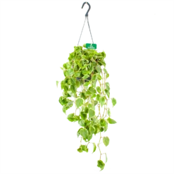 Peperomia Scandens Variegata - In Hangpot - P17 H30 - Kamerplant