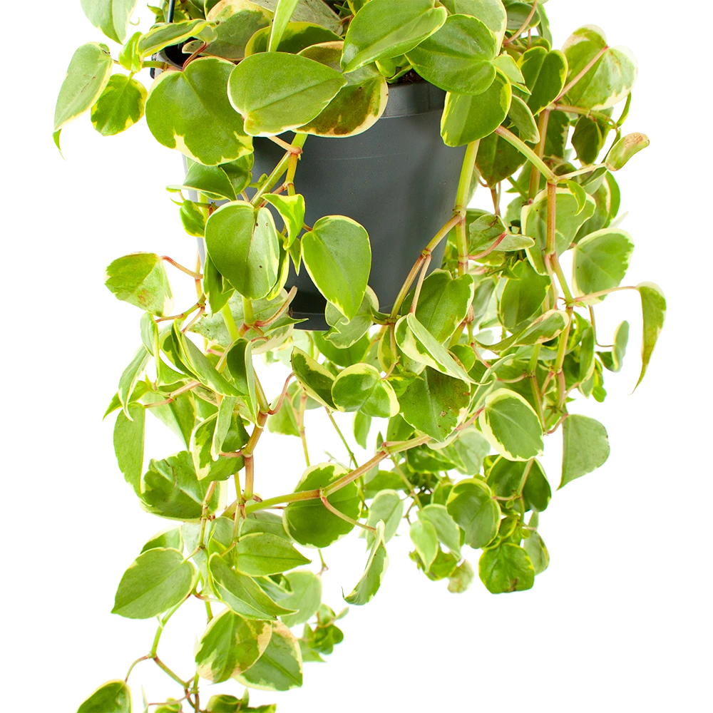 Peperomia Scandens Variegata - in Hangpot - p17 h30 - Kamerplant Peperomia Scandens Variegata - In Hangpot - P17 H30 - Kamerplant -Plantenverzorging Winkel peperomia scandens variegata in hangpot p17 h30 5