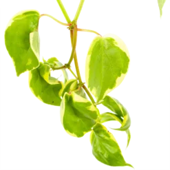 Peperomia Scandens Variegata - In Hangpot - P17 H30 - Kamerplant 2 Peperomia Scandens Variegata - In Hangpot - P17 H30 - Kamerplant -Plantenverzorging Winkel peperomia scandens variegata in hangpot p17 h30 6