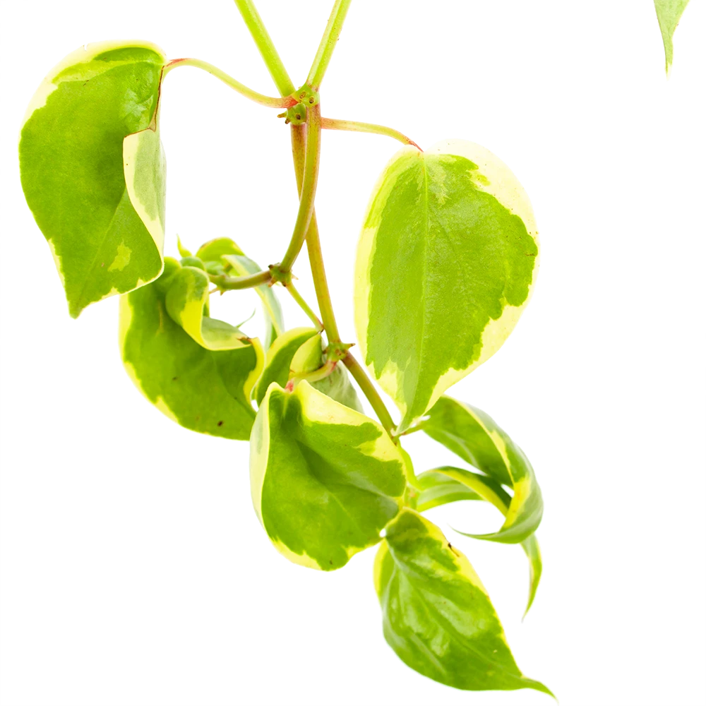 Peperomia Scandens Variegata - in Hangpot - p17 h30 - Kamerplant Peperomia Scandens Variegata - In Hangpot - P17 H30 - Kamerplant -Plantenverzorging Winkel peperomia scandens variegata in hangpot p17 h30 6