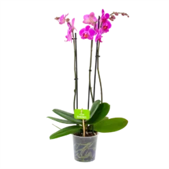 3 Taks Phalaenopsis Evolution - Vlinderorchidee - P12 H60 - Kamerplant
