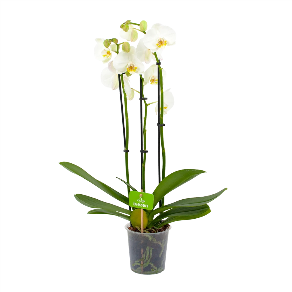 3 taks Phalaenopsis Lighthouse - Vlinderorchidee - p12 h60 - Kamerplant 3 Taks Phalaenopsis Lighthouse - Vlinderorchidee - P12 H60 - Kamerplant -Plantenverzorging Winkel phalaenopsis vlinderorchidee 3 taks p12cm h60cm wit 4