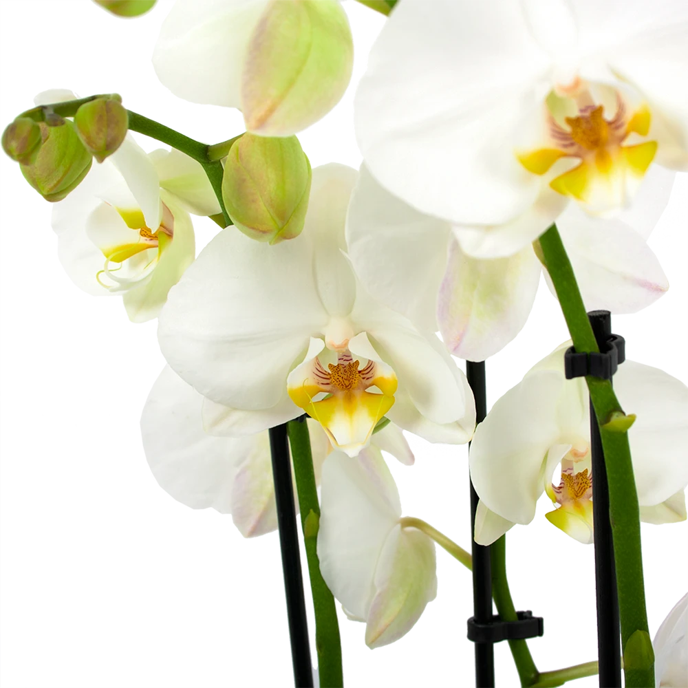 3 taks Phalaenopsis Lighthouse - Vlinderorchidee - p12 h60 - Kamerplant 3 Taks Phalaenopsis Lighthouse - Vlinderorchidee - P12 H60 - Kamerplant -Plantenverzorging Winkel phalaenopsis vlinderorchidee 3 taks p12cm h60cm wit 5