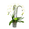 Phalaenopsis - Vlinderorchidee - 3 Taks - Waterfall - P12 H60 Wit - Kamerplant