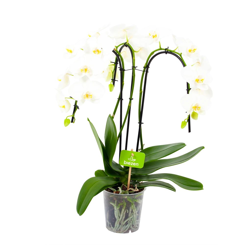 Phalaenopsis - Vlinderorchidee - 3 taks - Waterfall - p12 h60 wit - Kamerplant Phalaenopsis - Vlinderorchidee - 3 Taks - Waterfall - P12 H60 Wit - Kamerplant -Plantenverzorging Winkel phalaenopsis vlinderorchidee 3 taks waterfall p12cm h60cm wit 4
