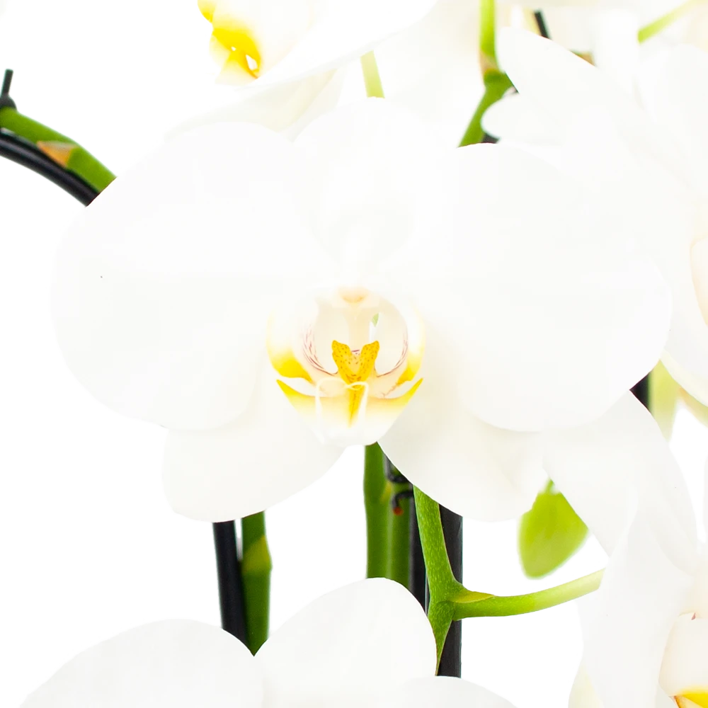 Phalaenopsis - Vlinderorchidee - 3 taks - Waterfall - p12 h60 wit - Kamerplant Phalaenopsis - Vlinderorchidee - 3 Taks - Waterfall - P12 H60 Wit - Kamerplant -Plantenverzorging Winkel phalaenopsis vlinderorchidee 3 taks waterfall p12cm h60cm wit 5
