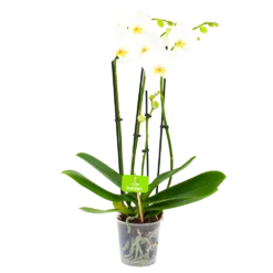 4 Taks Phalaenopsis Lighthouse - Vlinderorchidee - P12 H60 - Kamerplant