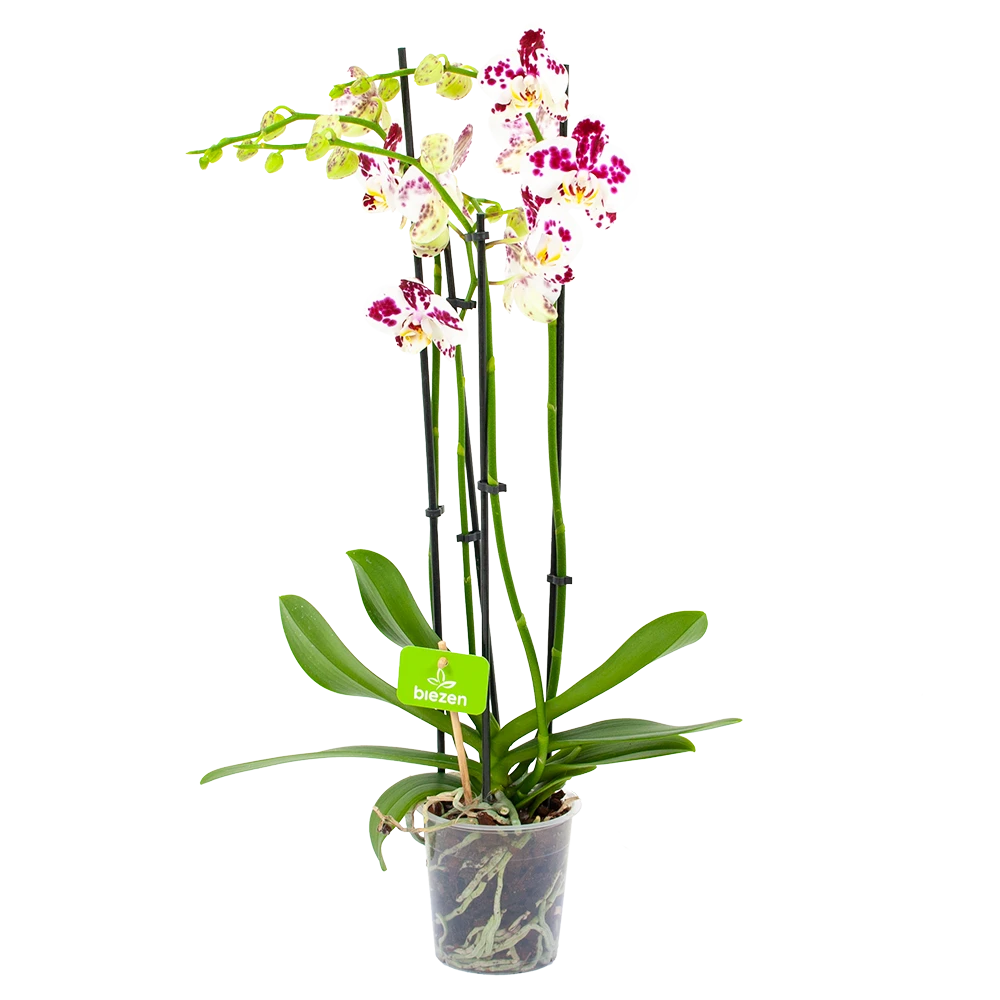 4 Taks Phalaenopsis Marrakesh - Vlinderorchidee - P12 H60 - Kamerplant -Plantenverzorging Winkel phalaenopsis vlinderorchidee 4 taks p12cm h60cm wit roze stippen 4