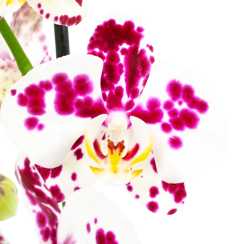 4 Taks Phalaenopsis Marrakesh - Vlinderorchidee - P12 H60 - Kamerplant -Plantenverzorging Winkel phalaenopsis vlinderorchidee 4 taks p12cm h60cm wit roze stippen 5
