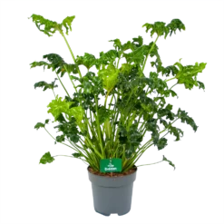 Philodendron Atlantis - P21 H75 - Kamerplant