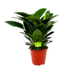 Philodendron Congo Apple - P19 H60 - Kamerplant