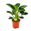 Philodendron Green Princess - P17 H50 - Kamerplant