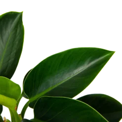 Philodendron Green Princess - P17 H50 - Kamerplant -Plantenverzorging Winkel philodendron green princess p17 h50 6 1