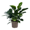 Philodendron Green Princess - P21 H70 - Kamerplant