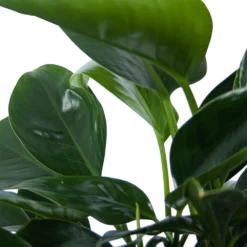 Philodendron Green Princess - P21 H70 - Kamerplant -Plantenverzorging Winkel philodendron green princess p21 h70 6