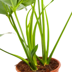 Philodendron Green Wonder - P19 H75 - Kamerplant -Plantenverzorging Winkel philodendron green wonder p19 h75 3 2