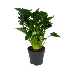 Philodendron Grizzly - P21 H55 - Kamerplant