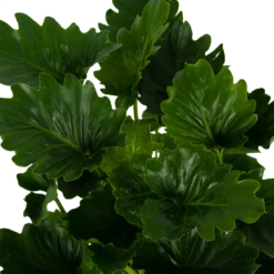 Philodendron Grizzly - P21 H55 - Kamerplant -Plantenverzorging Winkel philodendron grizzly p21 h55 6