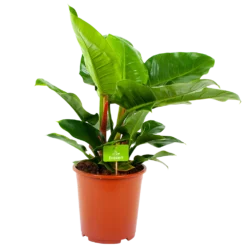 Philodendron Imperial Green - P19 H60 - Kamerplant