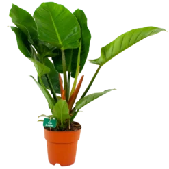 Philodendron Imperial Green - P19 H80 - Kamerplant