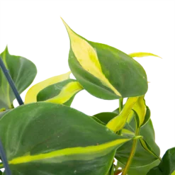Philodendron Scandens Brasil - In Hangpot - P14 H35 - Kamerplant -Plantenverzorging Winkel philodendron scandens brasil in hangpot p14 h35 6 1