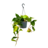 Philodendron Scandens Brasil - In Hangpot - P17 H35 - Kamerplant