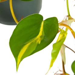 Philodendron Scandens Brasil - In Hangpot - P17 H35 - Kamerplant -Plantenverzorging Winkel philodendron scandens brasil in hangpot p17 h35 6