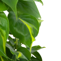 Philodendron Scandens Brasil Op Mosstok - P17 H75 - Kamerplant -Plantenverzorging Winkel philodendron scandens brasil op mosstok p17 h75 6 1