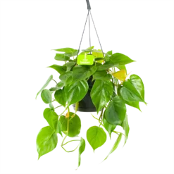Philodendron Scandens - In Hangpot - P17 H35 - Kamerplant