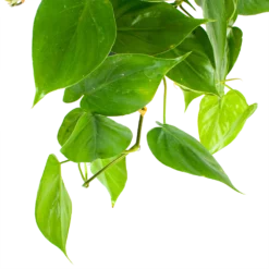 Plantenverzorging Winkel -Plantenverzorging Winkel philodendron scandens in hangpot p17 h35 5