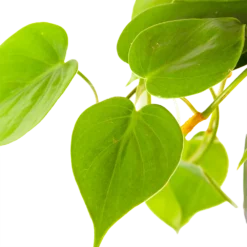 Philodendron Scandens - In Hangpot - P17 H35 - Kamerplant -Plantenverzorging Winkel philodendron scandens in hangpot p17 h35 6