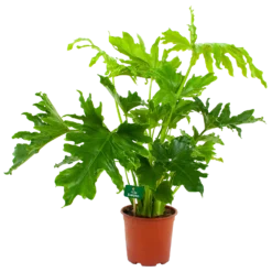 Philodendron Selloum Little Hope - P19 H75 - Kamerplant