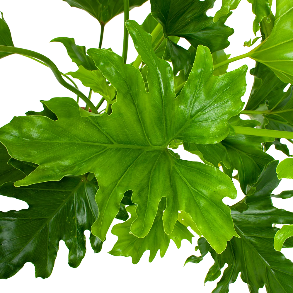 Philodendron Selloum Little Hope - p19 h75 - Kamerplant Philodendron Selloum Little Hope - P19 H75 - Kamerplant -Plantenverzorging Winkel philodendron selloum little hope p19 h75 5