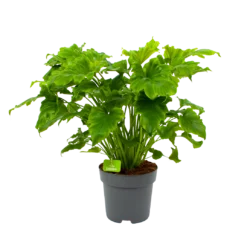 Philodendron Bipinnatifidum Little Hope - P21 H75 - Kamerplant