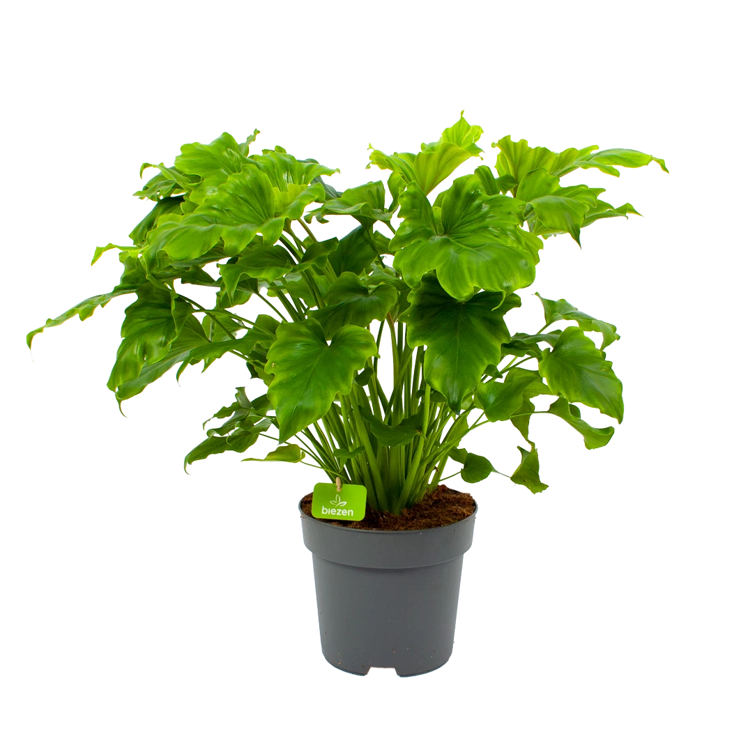 Philodendron Bipinnatifidum Little Hope - p21 h75 - Kamerplant Philodendron Bipinnatifidum Little Hope - P21 H75 - Kamerplant -Plantenverzorging Winkel philodendron selloum little hope p21 h75 1 2