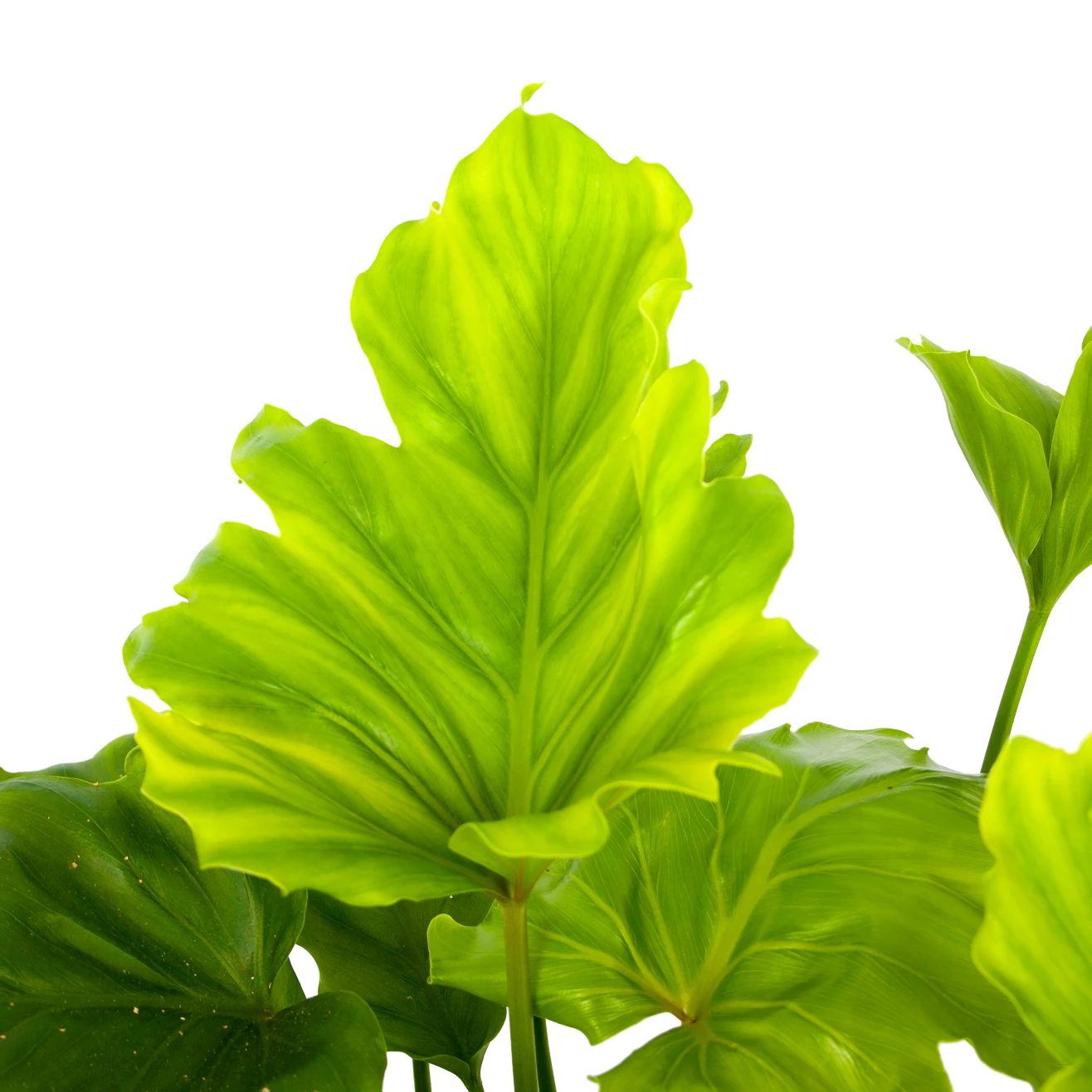 Philodendron Bipinnatifidum Little Hope - p21 h75 - Kamerplant Philodendron Bipinnatifidum Little Hope - P21 H75 - Kamerplant -Plantenverzorging Winkel philodendron selloum little hope p21 h75 5 2