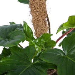 Philodendron Squamiferum Piramide Op Mosstok - P24 H70 - Kamerplant -Plantenverzorging Winkel philodendron squamiferum piramide op mosstok p24 h70 6
