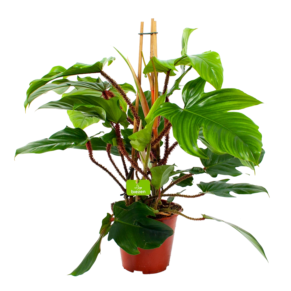 Philodendron Squamiferum Piramide - p19 h75 - Kamerplant Philodendron Squamiferum Piramide - P19 H75 - Kamerplant -Plantenverzorging Winkel philodendron squamiferum piramide p19 h75 1 1