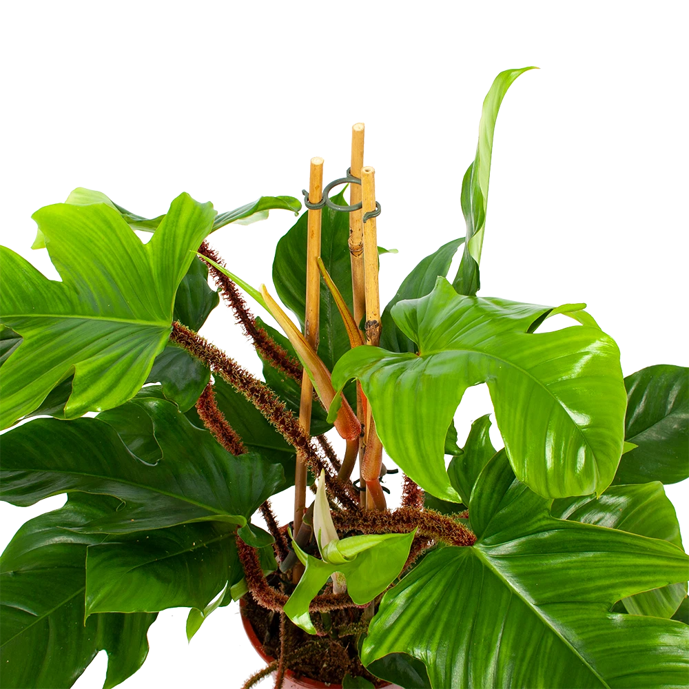 Philodendron Squamiferum Piramide - p19 h75 - Kamerplant Philodendron Squamiferum Piramide - P19 H75 - Kamerplant -Plantenverzorging Winkel philodendron squamiferum piramide p19 h75 5 1