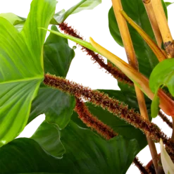 Philodendron Squamiferum Piramide - P19 H75 - Kamerplant 2 Philodendron Squamiferum Piramide - P19 H75 - Kamerplant -Plantenverzorging Winkel philodendron squamiferum piramide p19 h75 6 1