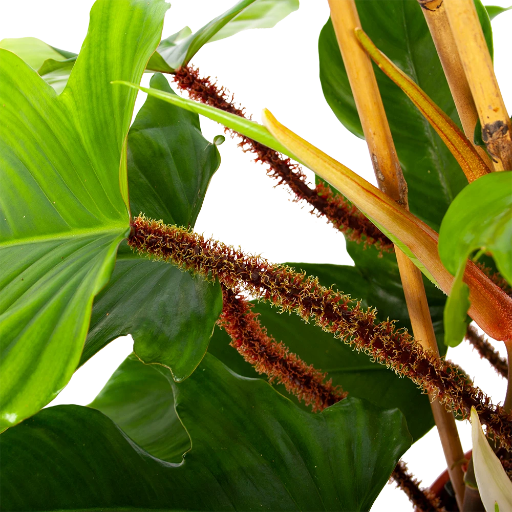 Philodendron Squamiferum Piramide - p19 h75 - Kamerplant Philodendron Squamiferum Piramide - P19 H75 - Kamerplant -Plantenverzorging Winkel philodendron squamiferum piramide p19 h75 6 1