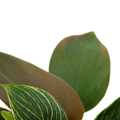 Philodendron White Wave - P13 H30 - Kamerplant -Plantenverzorging Winkel philodendron white wave p13 h30 6