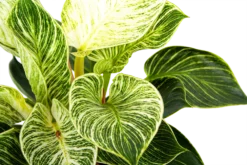 Philodendron White Wave - P17 H40 - Kamerplant -Plantenverzorging Winkel philodendron white wave p17 h40 6 1