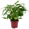 Philodendron Xanadu - P19 H50 - Kamerplant