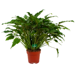 Philodendron Xanadu - P21 H60 - Kamerplant