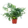 Phlebodium Areum Blue Star - Blauwvaren - P19 H60 - Kamerplant